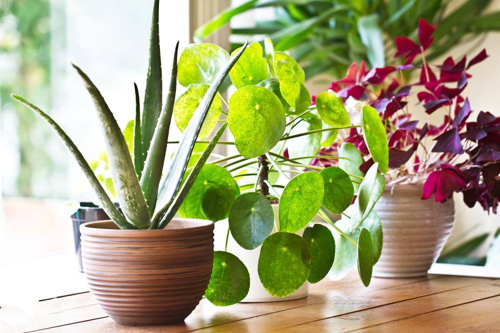 https://urbanvillagehomes.com/storage/posts/January2020/shutterstock_644299936 (1).jpg