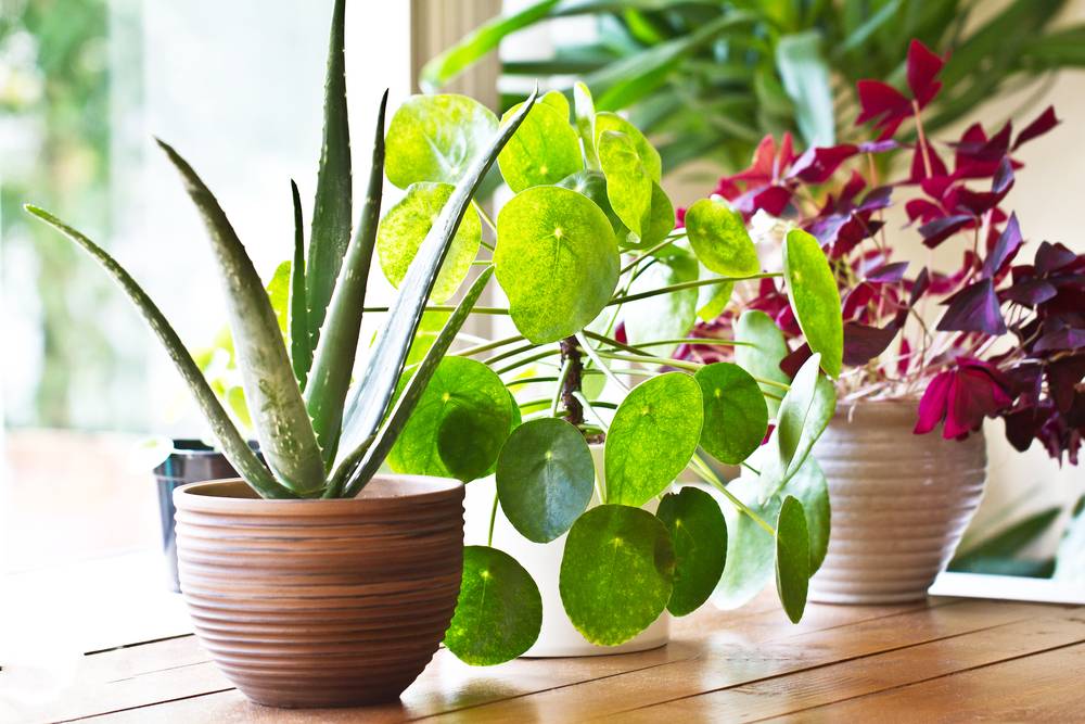UVH Blog - THE TOP FIVE HOUSE PLANTS FOR 2019
