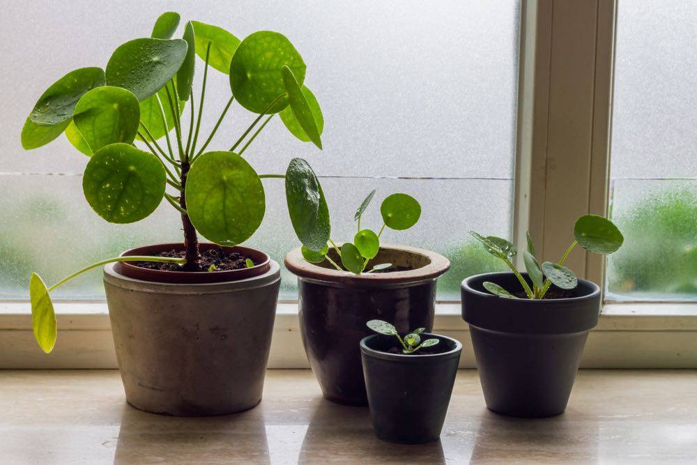 UVH Blog - 5 WAYS TO DETOX YOUR HOME FOR 2019