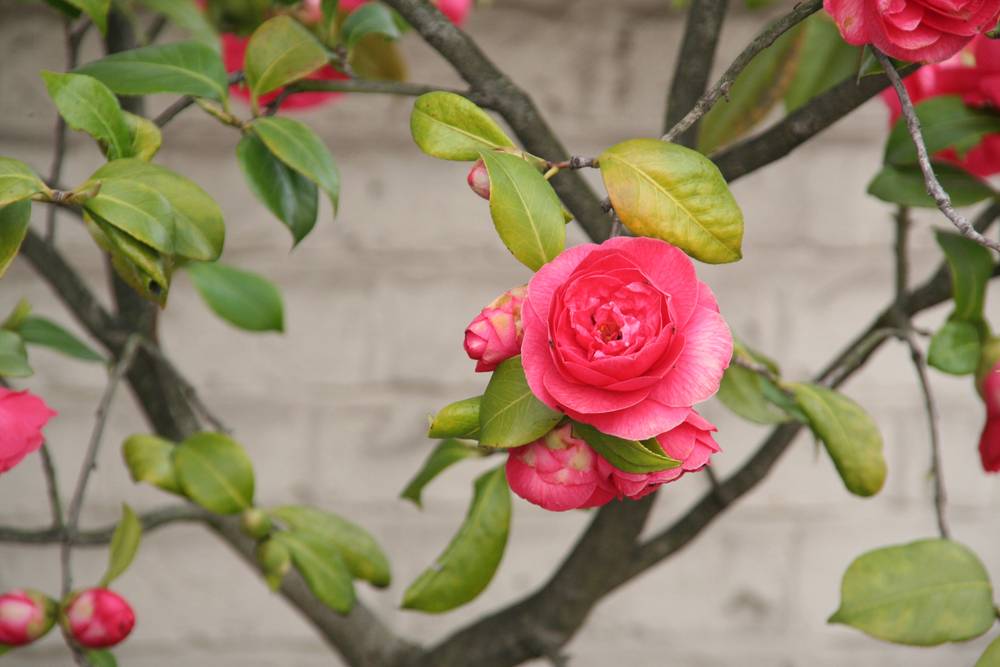 UVH Blog - 7 CHEAP WAYS TO MAKE YOUR HOUSE AND GARDEN SELL