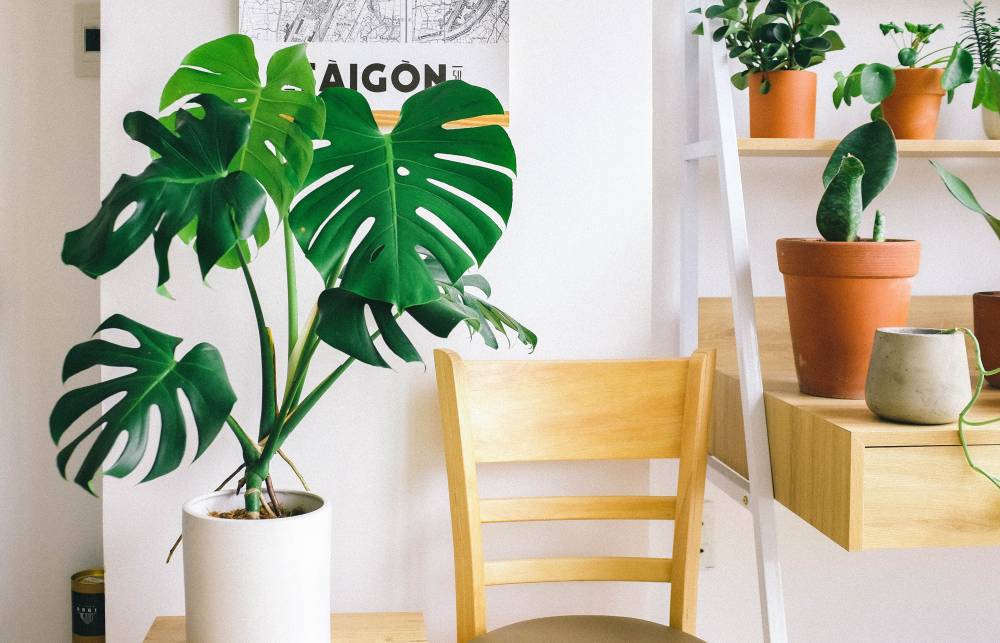 UVH Blog - Guest post: Decorate and Brighten Up Your Home with Indoor Plants
